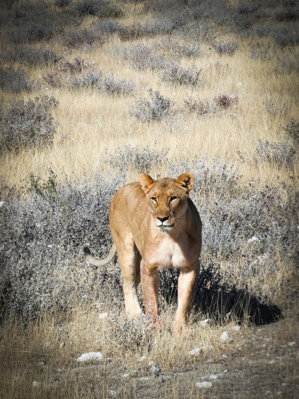Lioness walking through dry golden grass in northern Tanzania