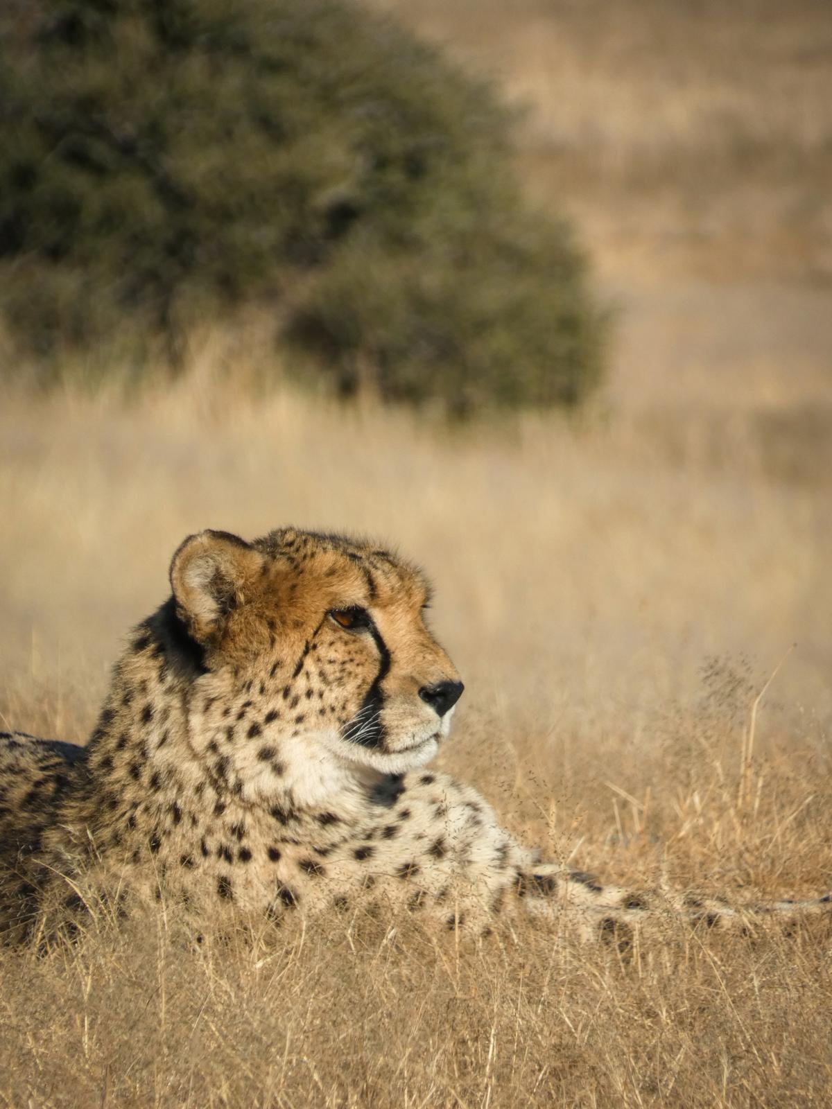 Cheetah resting in tall golden grass in the Serengeti