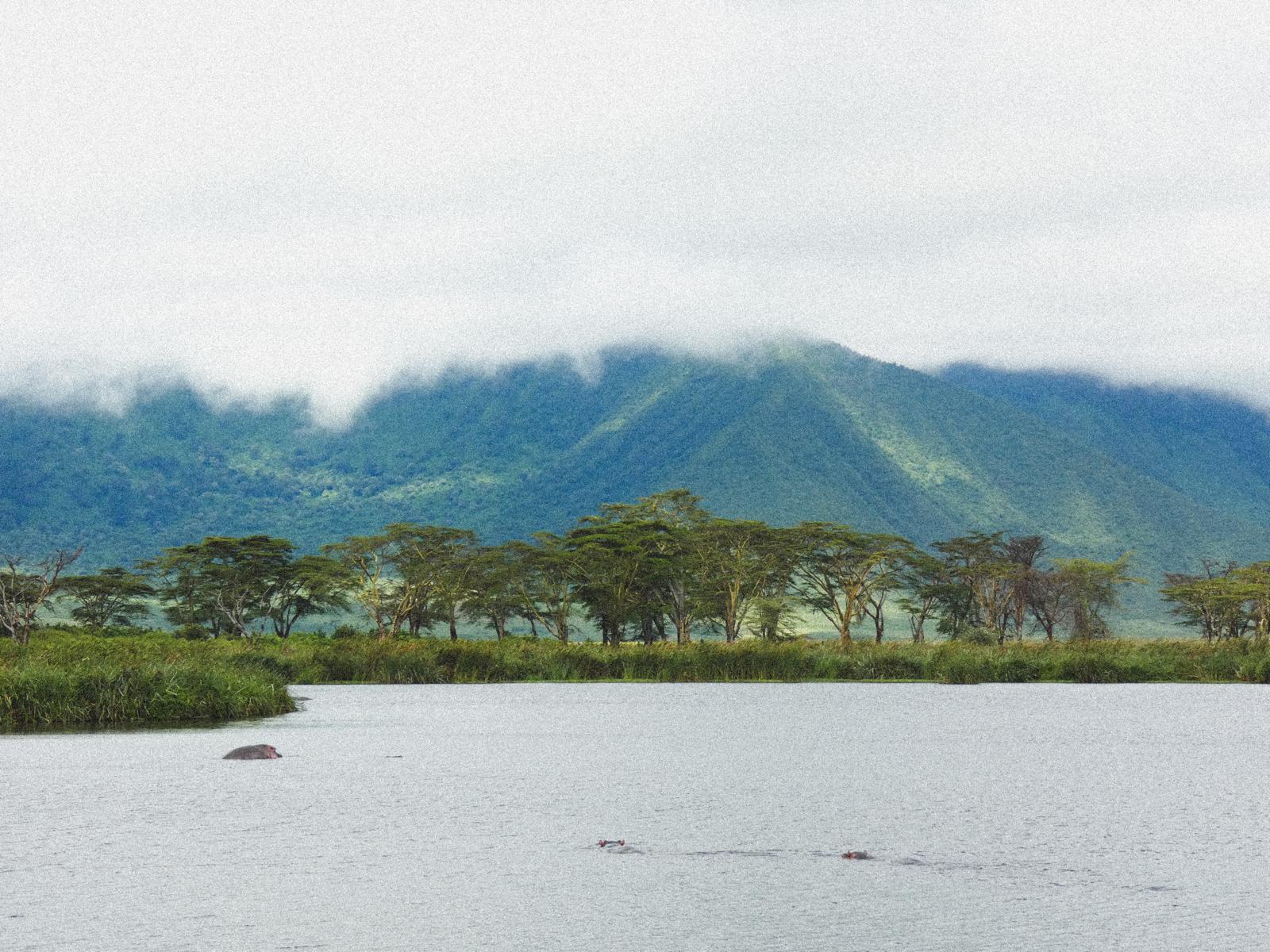 Hippos in a lake below the misty forested rim of the Ngorongoro Crater